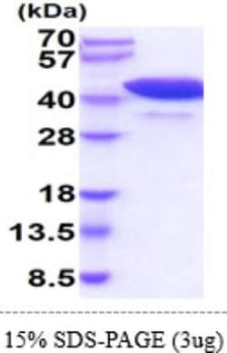 Novus Biologicals&trade;&nbsp;Recombinant Mouse Cyclophilin 40 Protein